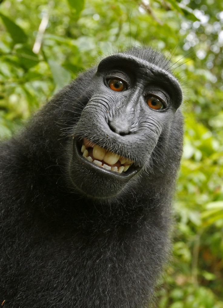 Monkey Selfie, Naruto, 2011